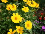 yellow flowers