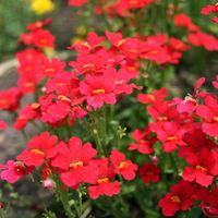 wonderful garden flowers