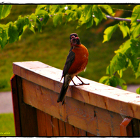 The bird with the food for the baby