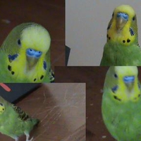 my parakeet honeybird