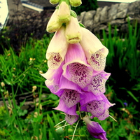 foxglove