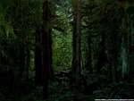 Dark Forest