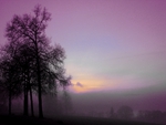 Purple morning