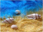 Sea Shells
