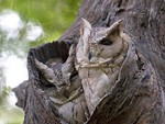 Owls In Tree Hole
