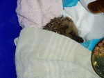 poorly hedgehog.