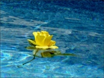 Little-Flower-Floating-In-The-Pool