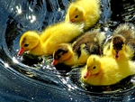 CUTE DUCKLINGS