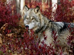 Gray Wolf