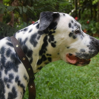 Dalmation