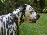 Dalmation