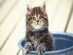 cutie kitty in the bucket