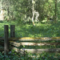 Forest in California