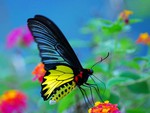 Beautiful Butterfly