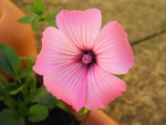 Pink flower