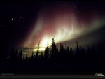 Aurora Borealis over evergreens