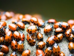 Ladybugs