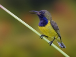 Male Olive Backed Sunbird