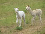 Baby Alpacas