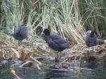 Baby Coots