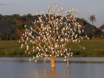 Birds Tree
