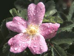 Raindrops On Wild Rose