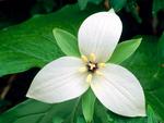 White Trillium