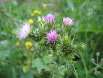 Scotch Thistle