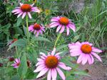 Purple Coneflower