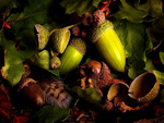 Lovely Acorns