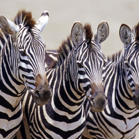zebra