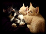 Three Little Kittens