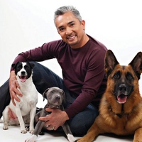 Cesar and dogs!