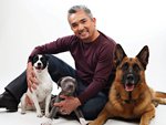 Cesar and dogs!
