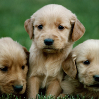 three little doggies