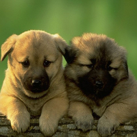 two cute puppies