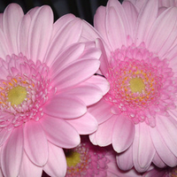 Pink Gerbera