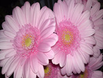 Pink Gerbera