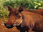 Adorable Warthog