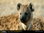 Hyena!