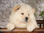 White puppy
