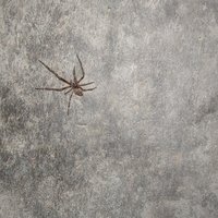 Spider on Wall