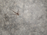 Spider on Wall
