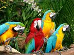 Macaws
