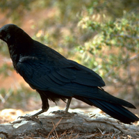 raven on a rock