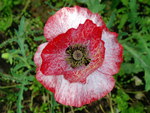 Red and White Poppy.
