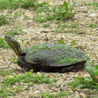 Turtle