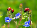 Ladybugs on Flowers