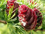 Pine Cones
