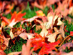 Fallen leaves